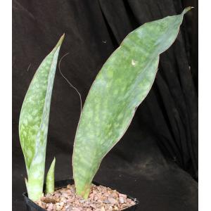 Sansevieria sp. (Mbaga Mountain, Tanzania) one-gallon pots