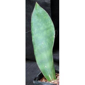 Sansevieria sp. (Mbaga Mountain, Tanzania) 5-inch pots