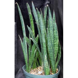 Sansevieria sp. (HS-103) 10-inch pots