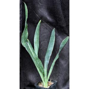 Sansevieria sp. (Litembo, Tanzania) one-gallon pots