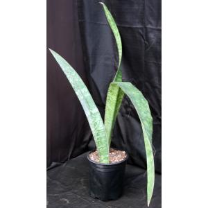 Sansevieria sp. (Sachsse, Malawi) 3-gallon pots