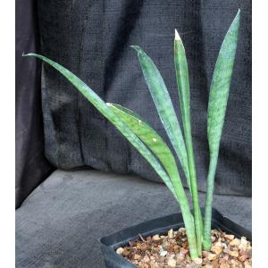 Sansevieria sp. (Southern Africa) one-gallon pots