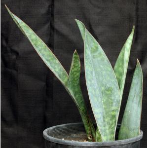 Sansevieria sp. (Mbaga Mountain, Tanzania) 2-gallon pots