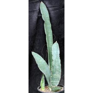 Sansevieria bhitalae 2-gallon pots