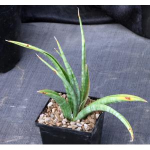 Sansevieria sp. (Loboi, Kenya) 5-inch pots