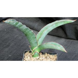Sansevieria sp. aff. rorida (WY 1186) 5-inch pots