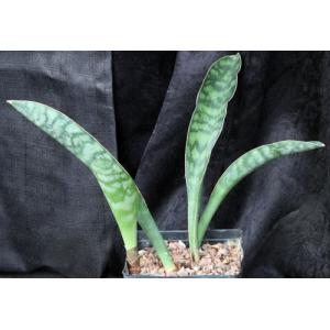 Sansevieria sp. (Bhitala 1030) one-gallon pots