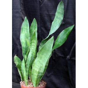Sansevieria specksii (ES 21430) 8-inch pots