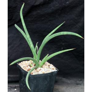 Sansevieria suffruticosa one-gallon pots