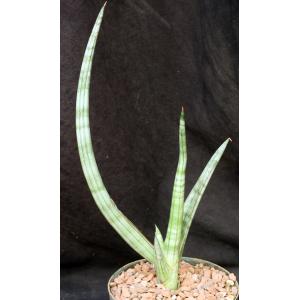 Sansevieria suffruticosa cv Frosty Spears 6-inch pots