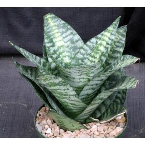 Sansevieria trifasciata var. hahnii cv Seibert Starburst 6-inch 
