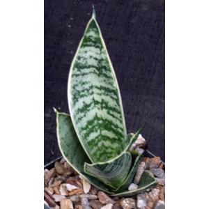 Sansevieria trifasciata var. hahnii cv Silver Star 4-inch pots