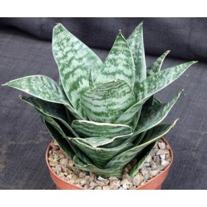 Sansevieria trifasciata var. hahnii cv Yellow Edge 6-inch pots