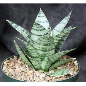 Sansevieria trifasciata var. hahnii cv Silver Star 8-inch pots