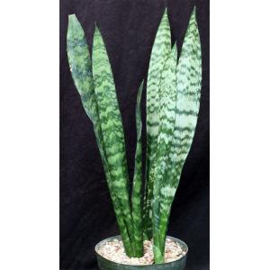 Sansevieria trifasciata cv Black Coral 8-inch pots