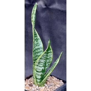 Sansevieria trifasciata cv Futura Superba one-gallon pots