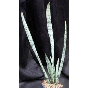 Sansevieria trifasciata cv Grey Lady 5-inch pots