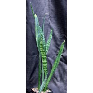 Sansevieria trifasciata cv Black Coral one-gallon pots