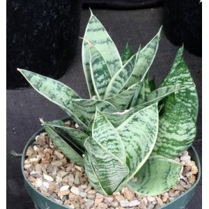 Sansevieria trifasciata var. hahnii cv Silver Star 8-inch pots