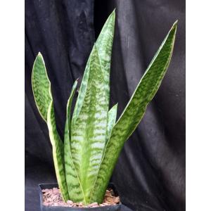 Sansevieria trifasciata var. hahnii cv Yellow Edge one-gallon po