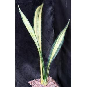 Sansevieria trifasciata cv Forescate one-gallon pots