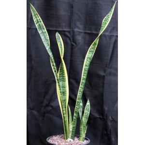 Sansevieria trifasciata var. laurentii 3-gallon pots