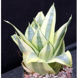 Sansevieria trifasciata var. hahnii cv Golden 4-inch pots