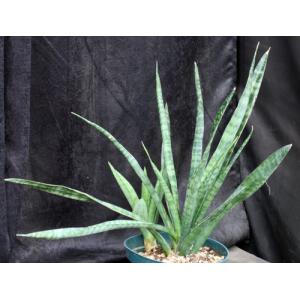 Sansevieria zeylanica 8-inch pots