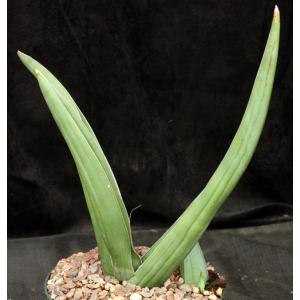 Sansevieria dhofarica 8-inch pots