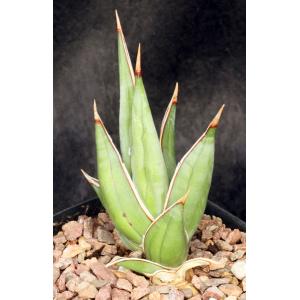 Sansevieria pinguicula one-gallon pots