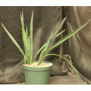 Sansevieria aethiopica cv Alice Wadehofer 8-inch pots
