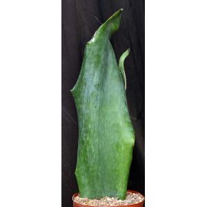 Sansevieria alwitrii (BG 98-293) 8-inch pots