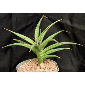 Sansevieria arborescens (Lav 23151) 8-inch pots