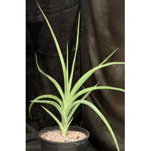 Sansevieria arborescens (Bhitala 1021) 5-gallon pots