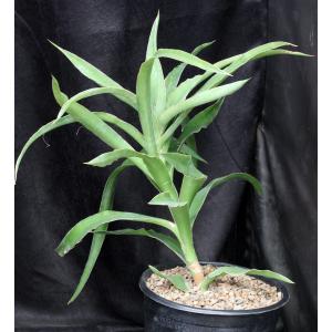Sansevieria bagamoyoensis (WY 1117) 2-gallon pots