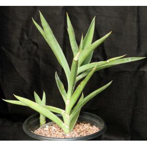 Sansevieria bagamoyoensis 5-gallon pots