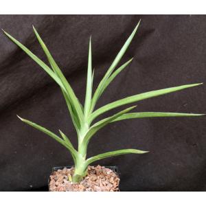 Sansevieria bagamoyoensis one-gallon pots