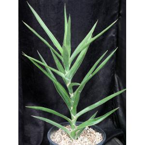 Sansevieria bagamoyoensis (Bhitala1014) 3-gallon pots
