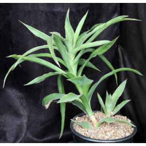 Sansevieria bagamoyoensis (WY 1117) 2-gallon pots