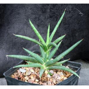 Sansevieria ballyi one-gallon pots