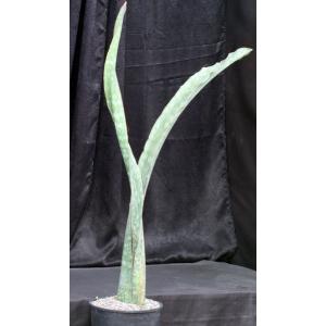 Sansevieria bhitalae cv Silver 5-gallon pots