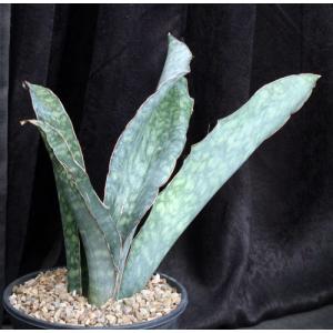 Sansevieria bhitalae (Bhitala 1001) 2-gallon pots