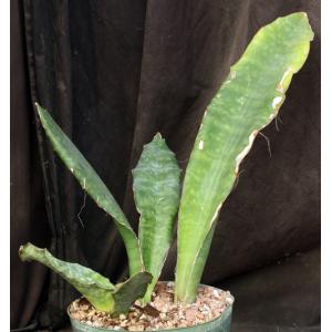 Sansevieria bhitalae (Bhitala 1000) 8-inch pots