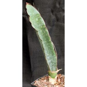 Sansevieria bhitalae cv Superclone (GC 81-071) one-gallon pots