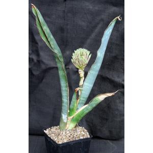 Sansevieria bhitalae cv Superclone (GC 81-071) one-gallon pots