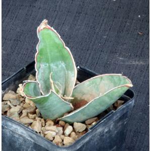 Sansevieria bhitalaecv Superclone(GC 81-071) 5-inch pots