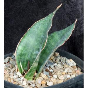 Sansevieria braunii one-gallon pots