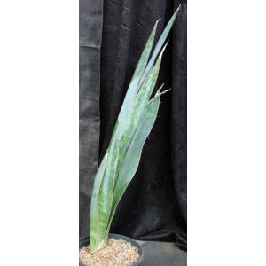 Sansevieria butleri (Wichale, Ethiopia) 2-gallon pots