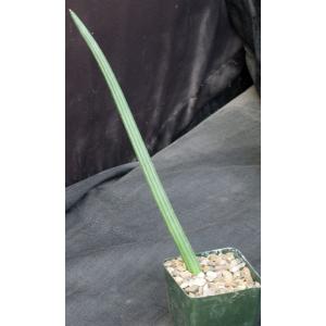 Sansevieria canaliculata 4-inch pots