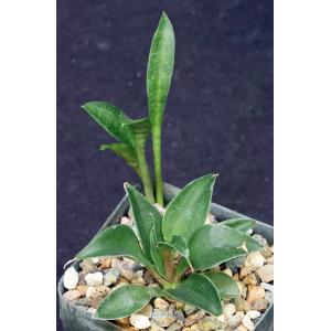 Sansevieria concinna (Lake Sibaya, South Africa) 4-inch pots